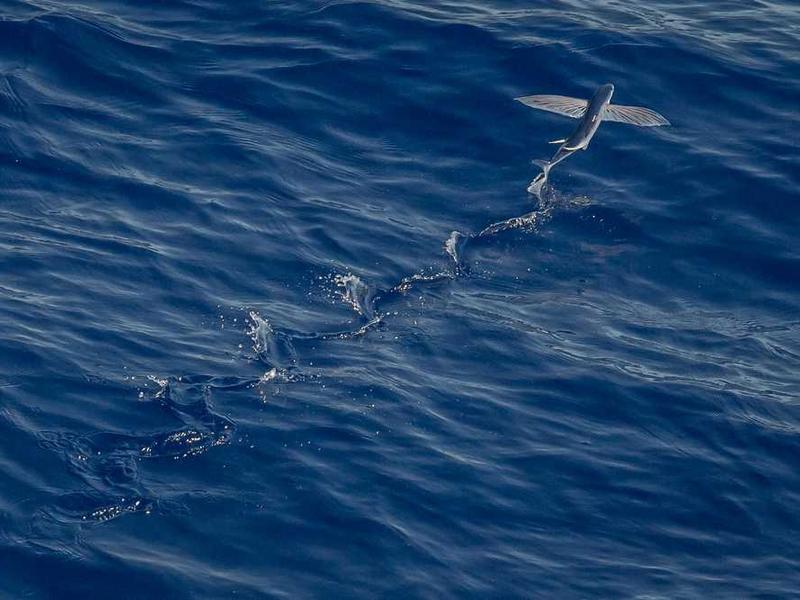 Vertical Farm Towers in Morning Light (Contemporary Fauvism)